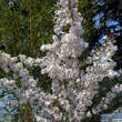 Prunus incisa 'The Bride': Bild 5/5
