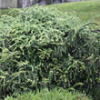 Berberis verruculosa: Bild 3/5