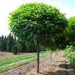 Catalpa bignonioides 'Nana': Bild 1/6