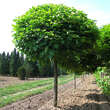 Catalpa bignonioides 'Nana': Bild 1/3