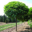 Catalpa bignonioides 'Nana' - Kugel-Trompetenbaum