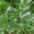 Fagus sylvatica 'Dawyck' ('Fastigiata'): Bild 2/3