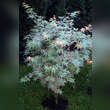 Acer palmatum 'Beni-shichi-henge': Bild 4/4