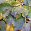 Parrotia persica: Bild 3/9