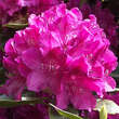 Rhododendron Hybride - rosa PG2: Bild 2/5