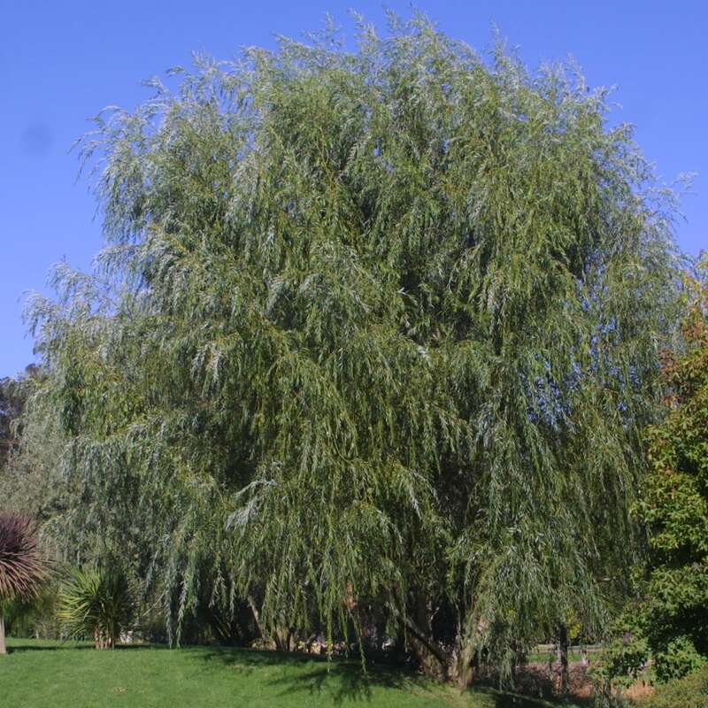 Trauerweide - Salix alba 'Tristis'