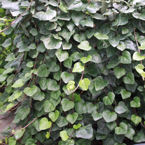 Hedera colchica 'Batumi': Bild 4/7 Hedera colchica 'Batumi': Bild 4/7