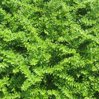 Immergrne Heckenkirsche - Lonicera nitida 'Maigrn'