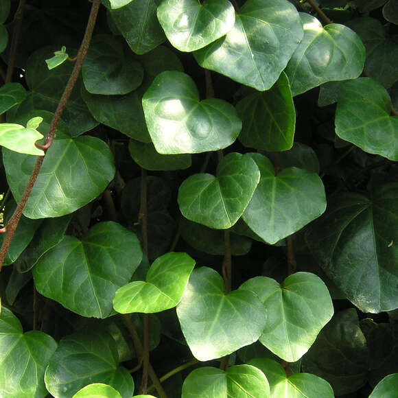 Hedera colchica 'Batumi': Bild 3/7 Hedera colchica 'Batumi': Bild 3/7