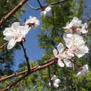 Prunus arm. 'Bergeron' - Marille