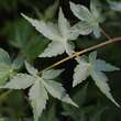 Acer palmatum 'Sangokaku': Bild 2/5