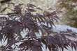Acer palmatum 'Burgundy Lace': Bild 2/3