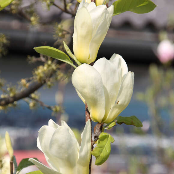 Magnolia 'Elizabeth': Bild 4/7 Magnolia 'Elizabeth': Bild 4/7