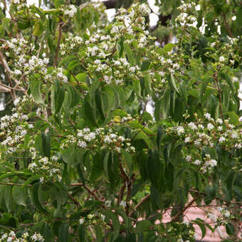 Heptacodium miconioides: Bild 2/12
