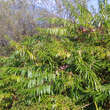 Salix udensis 'Sekka': Bild 3/3