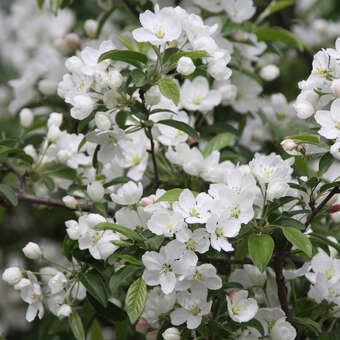 Malus 'Golden Hornet': Bild 3/8