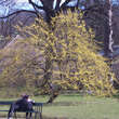 Cornus mas: Bild 8/8