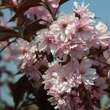 Prunus serrulata 'Royal Burgundy': Bild 3/5