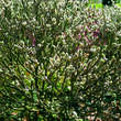 Salix hastata 'Wehrhahnii': Bild 2/2