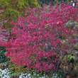 Euonymus alatus 'Compactus': Bild 9/9