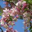 Malus 'Hillieri': Bild 2/6