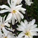Weiße Sternmagnolie - Magnolia stellata 'Royal Star'
