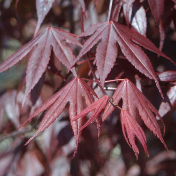 Acer palmatum 'Bloodgood': Bild 2/4 Acer palmatum 'Bloodgood': Bild 2/4