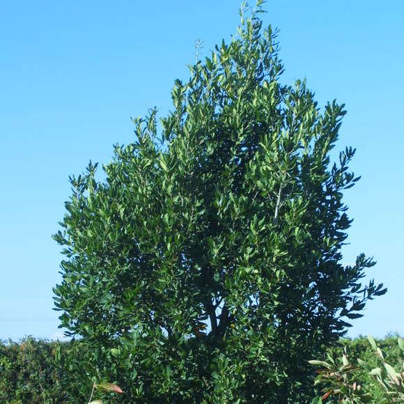 Quercus turneri 'Pseudoturneri': Bild 5/5 Quercus turneri 'Pseudoturneri': Bild 5/5