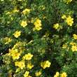 Potentilla fruticosa 'Goldfinger': Bild 3/6