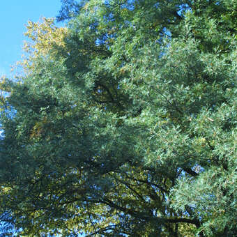 Quercus robur 'Pectinata': Bild 7/7
