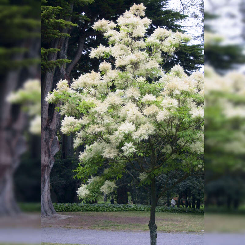 Chinesische Blumenesche Fraxinus sieboldiana weiß