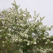 Malus 'Calocarpa': Bild 7/7