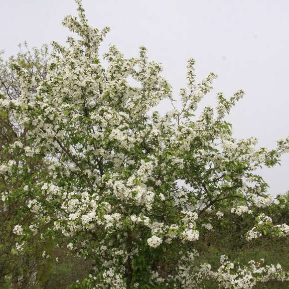 Malus 'Calocarpa': Bild 8/8