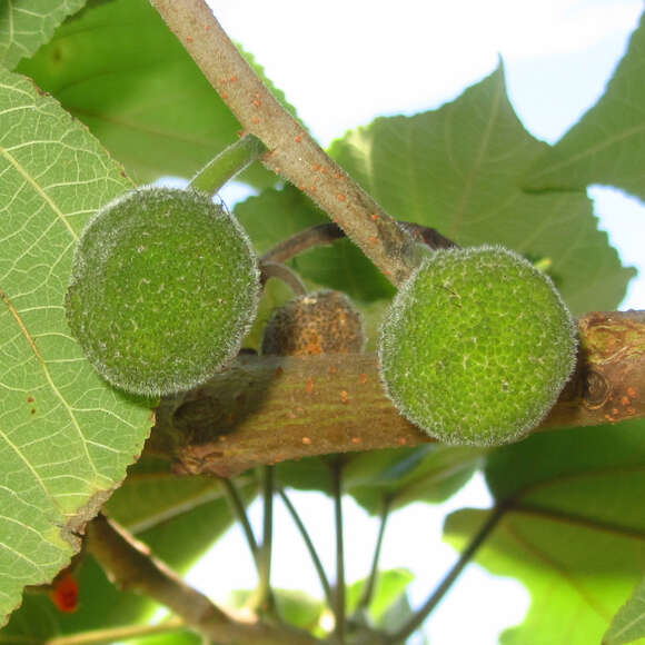 Broussonetia papyrifera: Bild 6/7 Broussonetia papyrifera: Bild 6/7