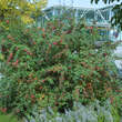 Berberis koreana: Bild 7/7