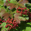 Viburnum opulus: Bild 4/10
