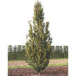 Carpinus betulus 'Albert Beekman': Bild 4/4