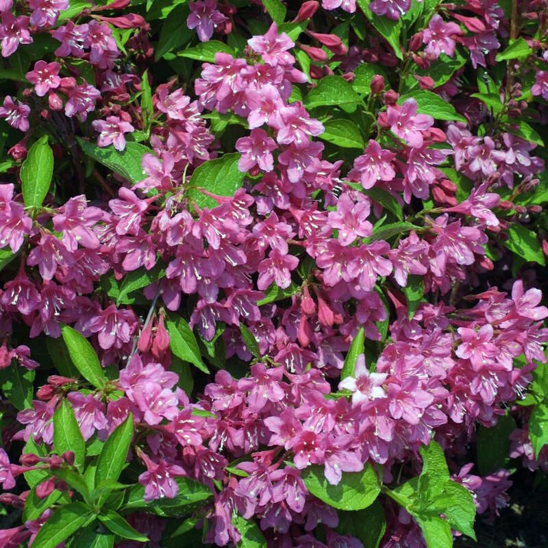 Weigelie rosa Weigela 'Styriaca' rosa