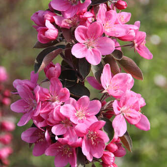 Malus 'Maypole': Bild 4/7