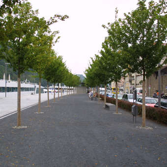 Acer campestre 'Elsrijk': Bild 4/7