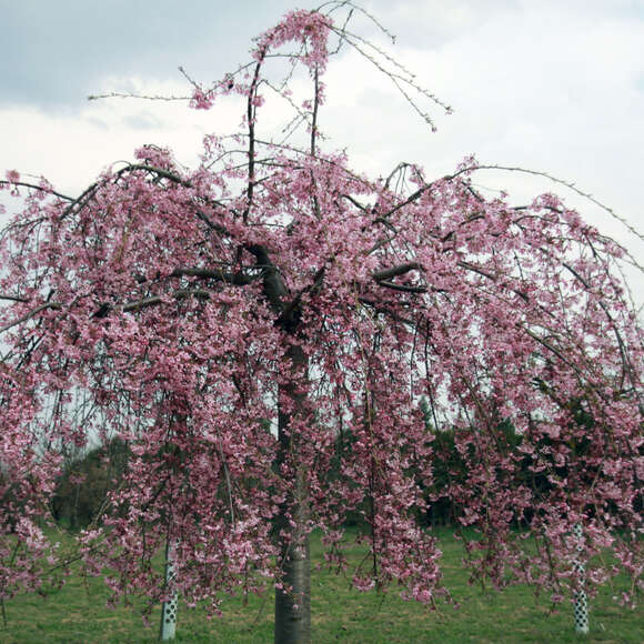Prunus pendula 'Pendula Rubra': Bild 9/11 Prunus pendula 'Pendula Rubra': Bild 9/11