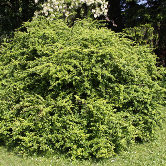 Berberis thunbergii: Bild 7/7