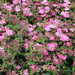 Spiraea japonica 'Anthony Waterer': Bild 5/5