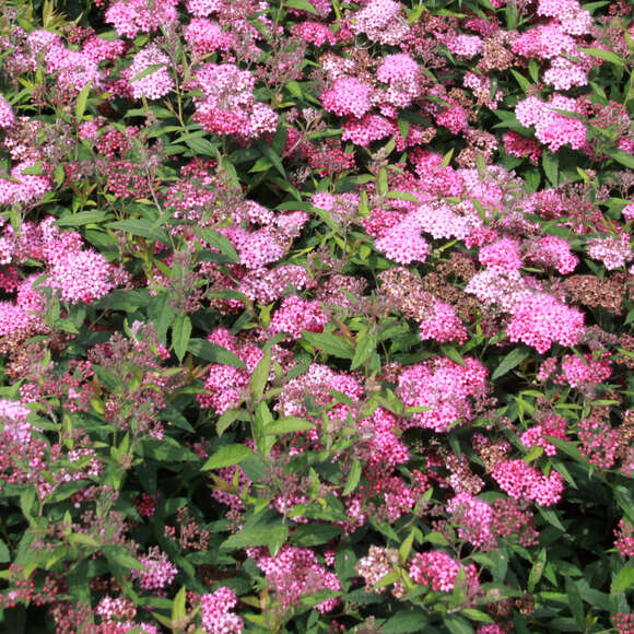 Spiraea japonica 'Anthony Waterer': Bild 5/5 Spiraea japonica 'Anthony Waterer': Bild 5/5