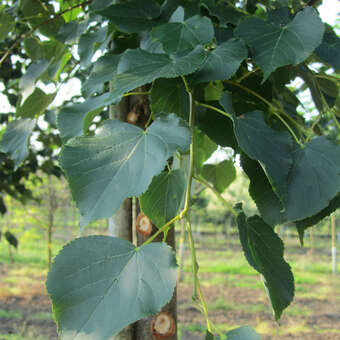 Tilia cordata 'Corinthian': Bild 2/2
