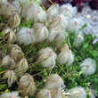 Clematis tibetana tangutica: Bild 2/4