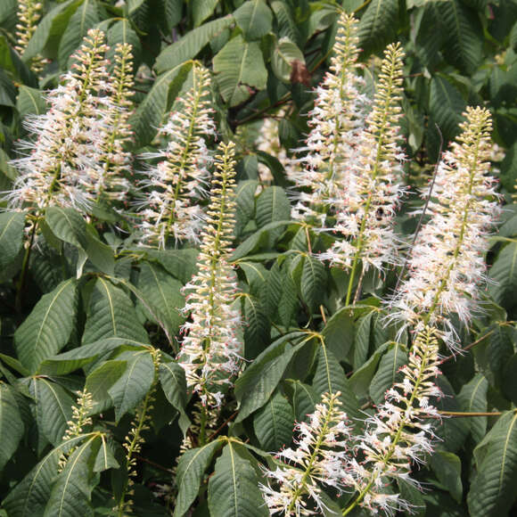 Aesculus parviflora: Bild 2/8 Aesculus parviflora: Bild 2/8