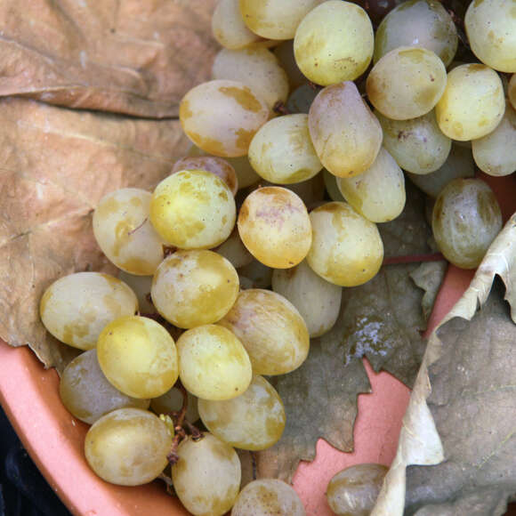 Vitis vinifera 'Aron': Bild 2/3 Vitis vinifera 'Aron': Bild 2/3