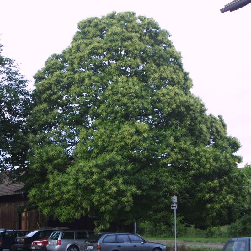 Edelkastanie, Maroni Castanea sativa grün