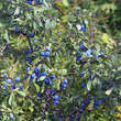 Prunus spinosa: Bild 7/7